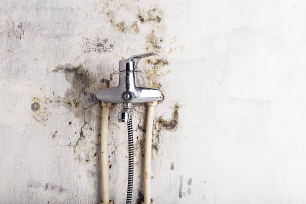 Best Home Mold Removal  in Ashburn, GA