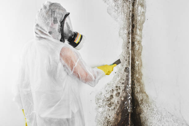Best Commercial Mold Removal  in Ashburn, GA