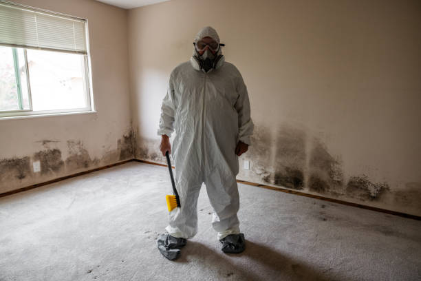 Mold Removal and Inspection in Ashburn, GA