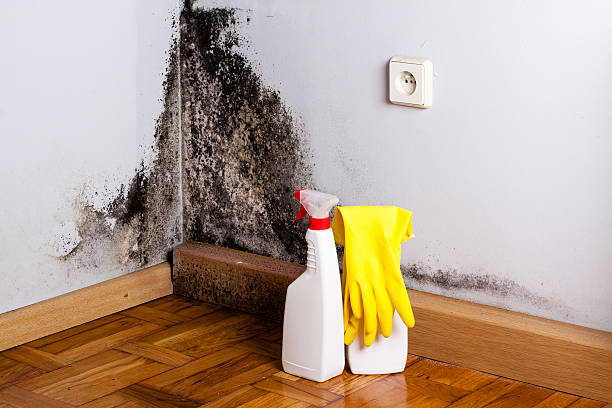  Ashburn, GA Mold Removal Pros